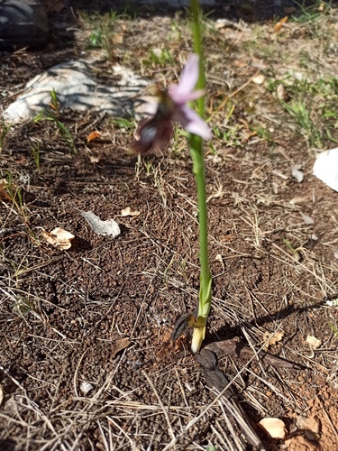 Ophrys × flavicans, photograph 2