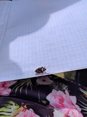 Pinthaeus sanguinipes