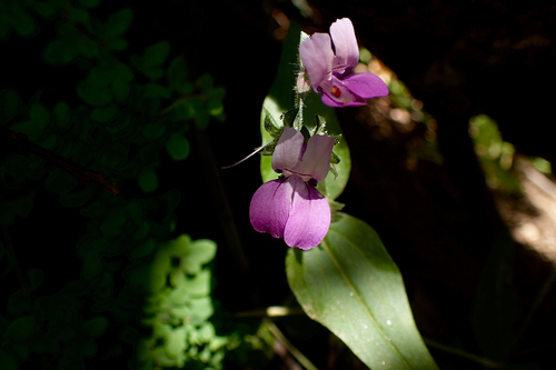 Collinsia heterophylla var. austromontana