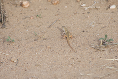 Meroles squamulosus