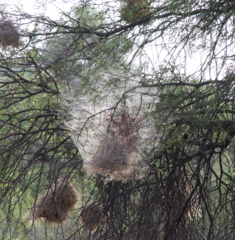 Stegodyphus dumicola