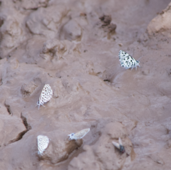 Tarucus sybaris linearis