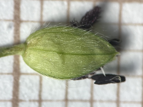 Paspalum pauciciliatum