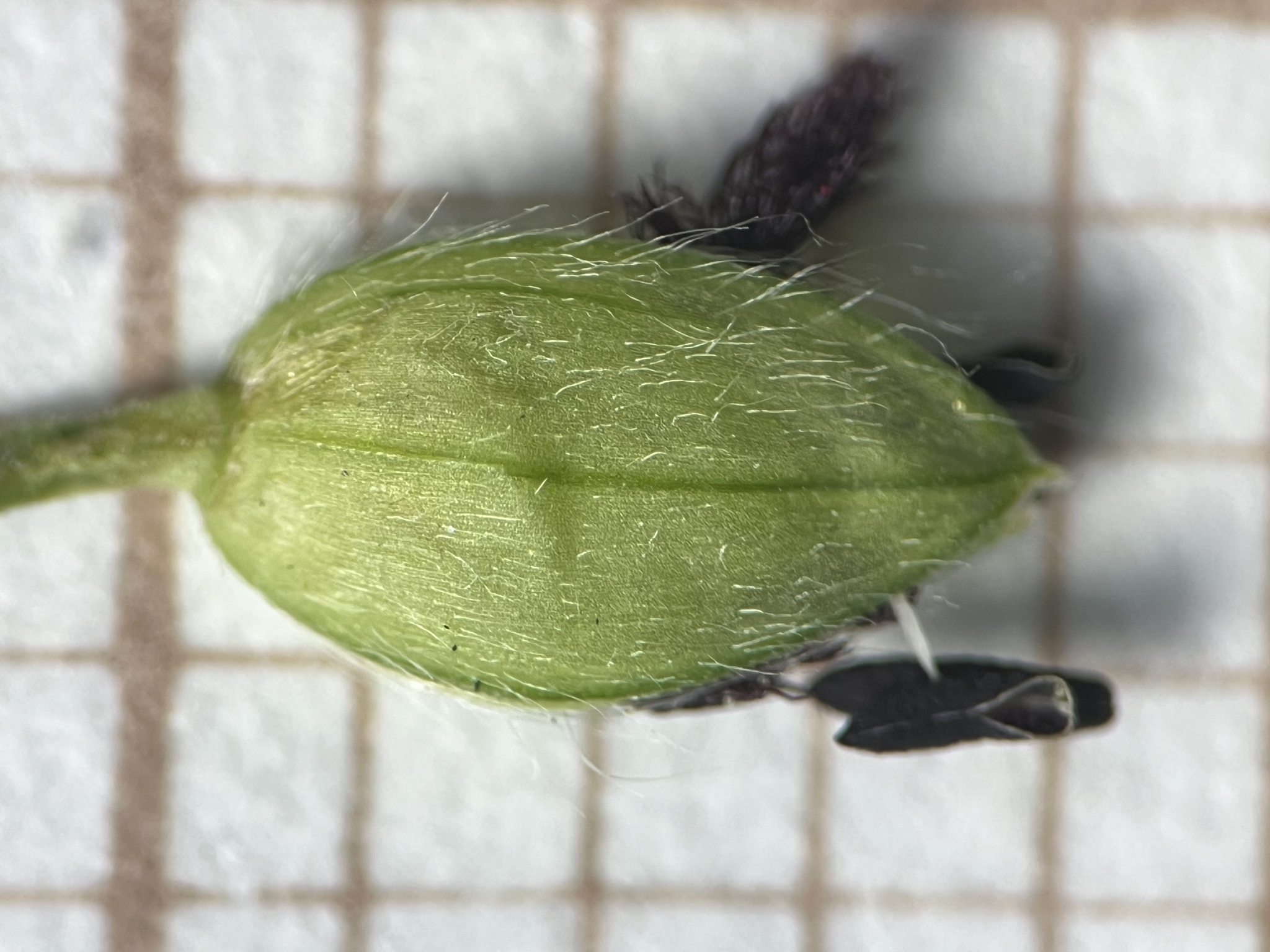 Paspalum pauciciliatum