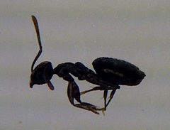 Technomyrmex albipes