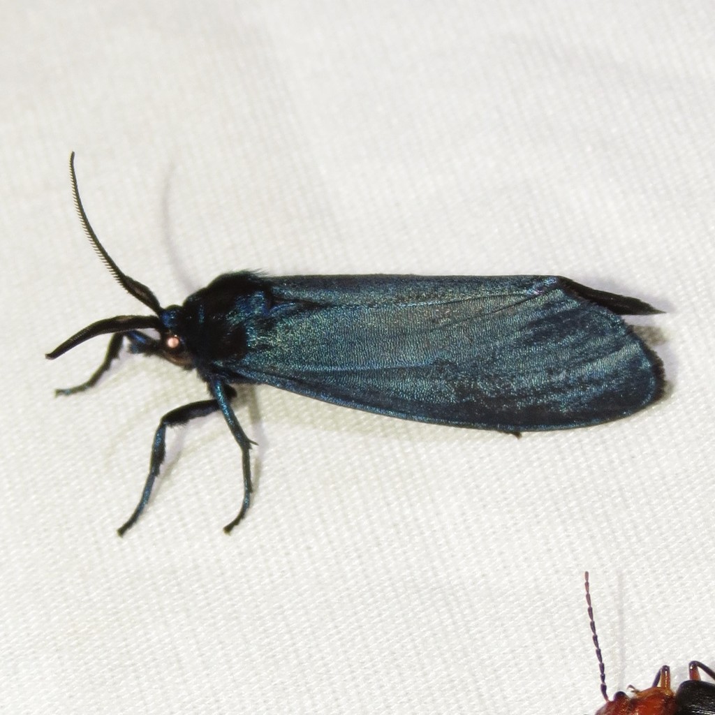 Gardinia