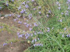 Salvia ringens