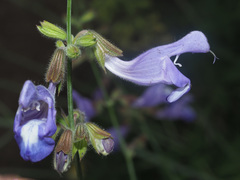 Salvia ringens