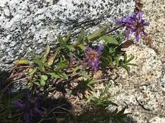 Penstemon heterodoxus