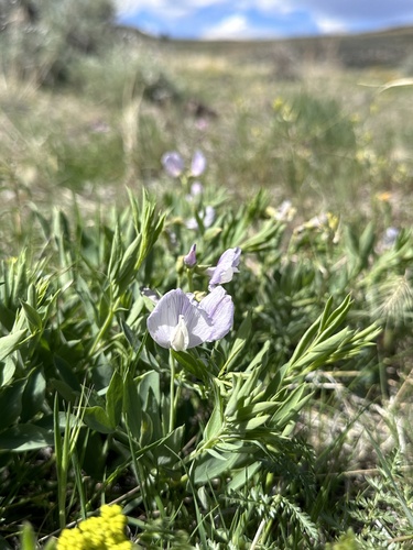 Image of Lathyrus rigidus by (c) Matt Berger, some rights reserved (CC BY)