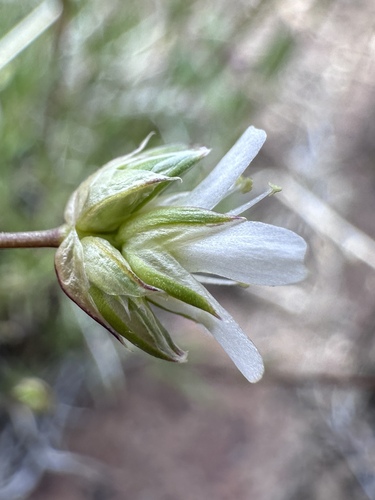 Image of Eremogone congesta by (c) Matt Berger, some rights reserved (CC BY)