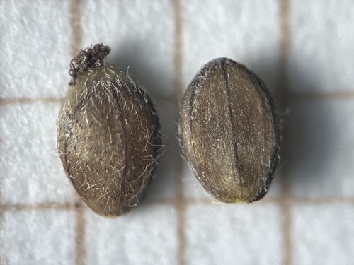 Paspalum oligostachyum