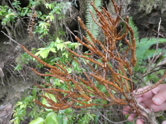Calyptospora columnaris
