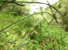Argiope perforata