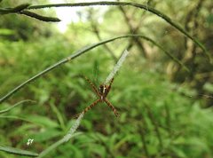 Argiope perforata