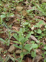 Lysimachia fortunei