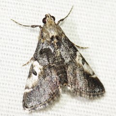 Milgithea alboplagialis