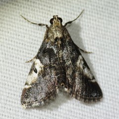 Milgithea alboplagialis