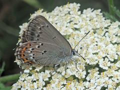Satyrium ledereri