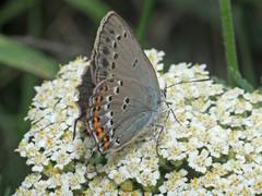 Satyrium ledereri