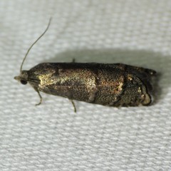 Cydia piperana