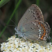 Orange-banded Hairstreak - Photo (c) Felix Riegel, some rights reserved (CC BY-NC), uploaded by Felix Riegel