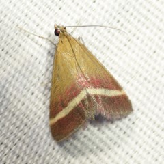 Pyrausta corinthalis