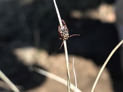 Dermacentor andersoni