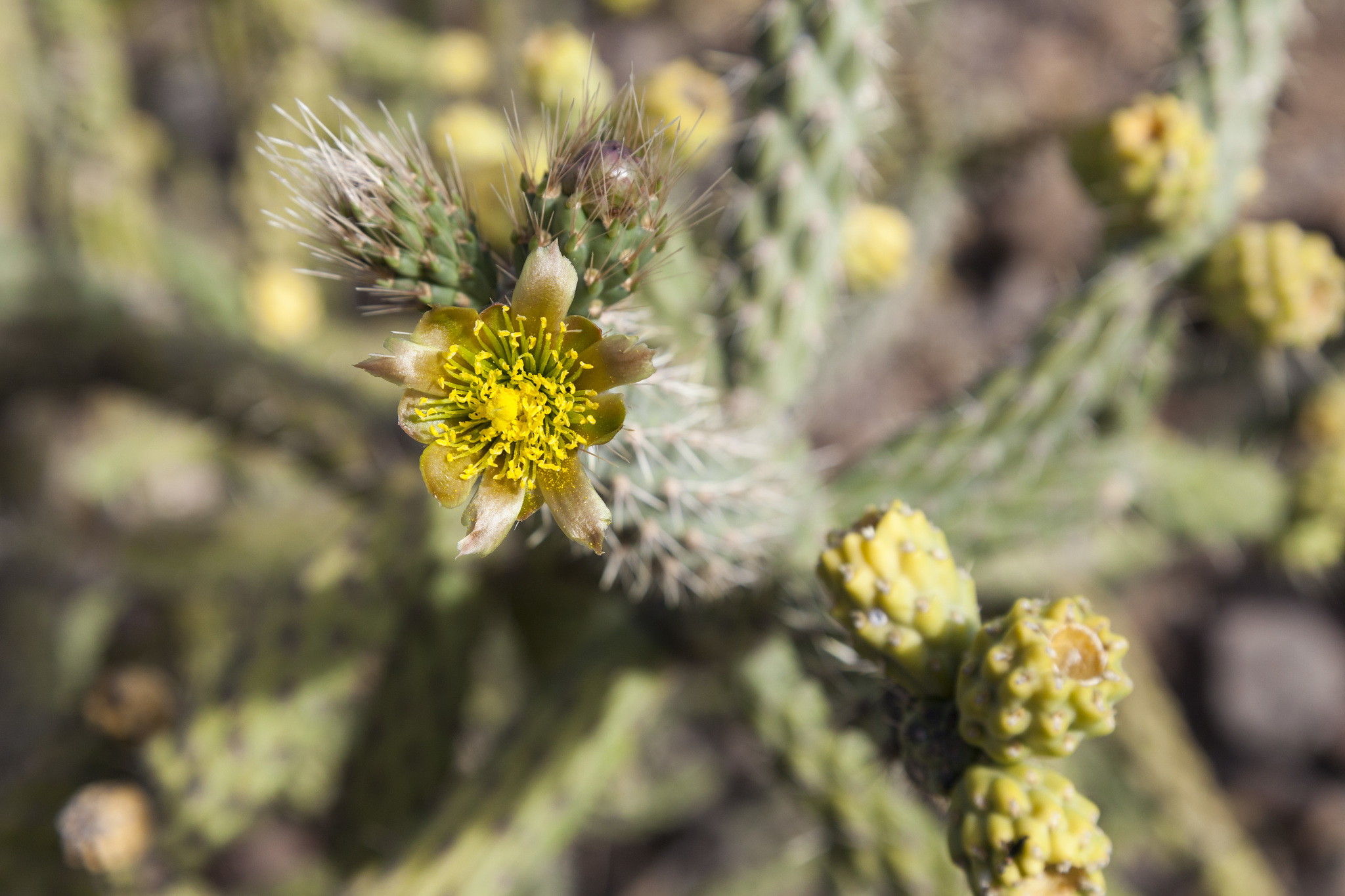 Cylindropuntia alcahes