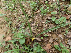 Curculigo orchioides