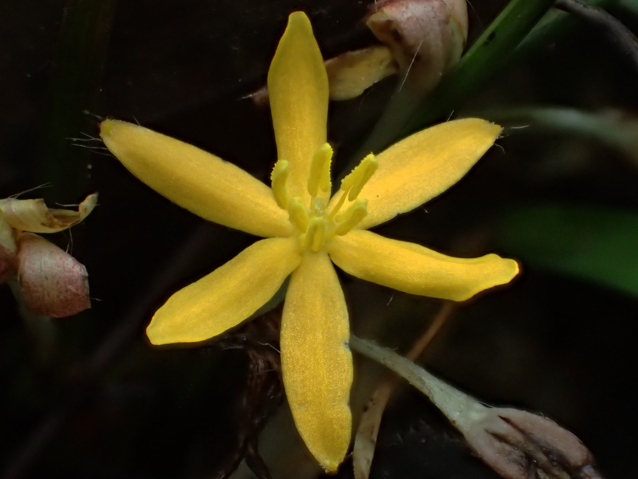 Curculigo orchioides