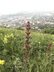 Pontechium maculatum