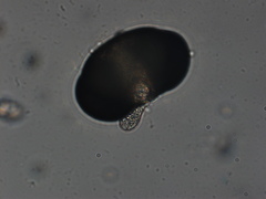 Chytridiomycota