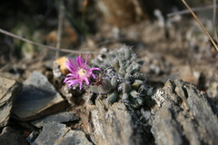 Trichodiadema marlothii