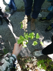 Scutellaria altissima