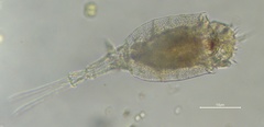 Trichotria pocillum
