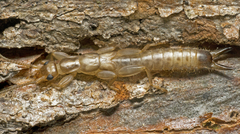 Cranopygia