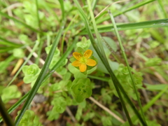 Hypericum anagalloides