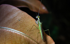 Hapalopeza tigrina