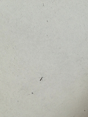 Culex pipiens