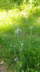 Achillea millefolium