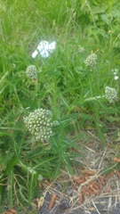 Achillea millefolium