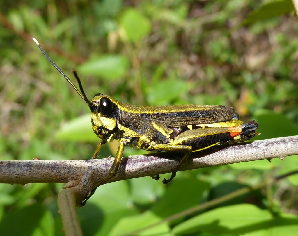 Traulia superba (Traulia superba)