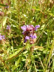 Prunella vulgaris lanceolata