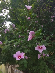 Hibiscus syriacus