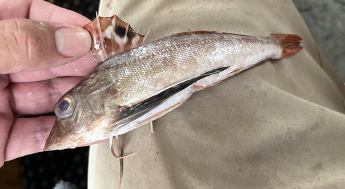 Bigeye searobin (Prionotus longispinosus) — Triglidae — 5