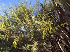 Prosopis articulata