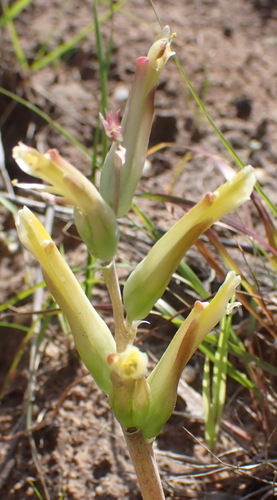 Lachenalia algoensis