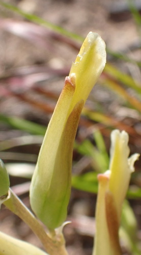 Image of Lachenalia algoensis by (c) Nicola van Berkel, some rights reserved (CC BY-SA)