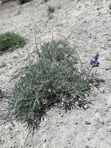 Image of Lupinus nevadensis by (c) Matt Berger, some rights reserved (CC BY)